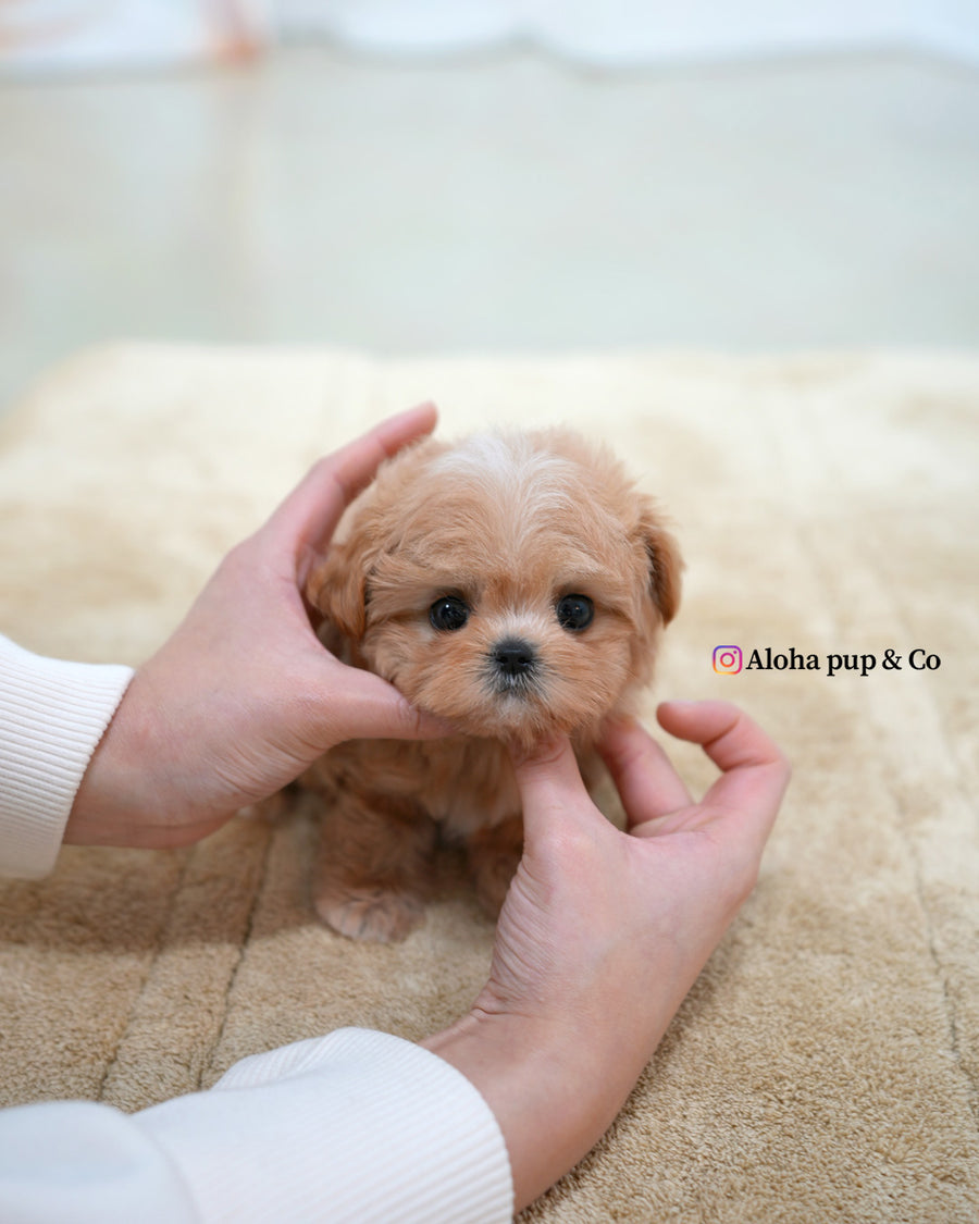 Nori [TEACUP MALTIPOO]