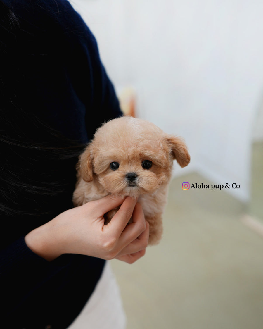 Isaac [TEACUP MALTIPOO]