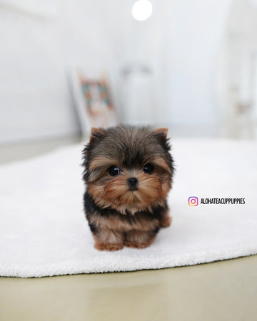 Buddy [Teacup YORKIE]