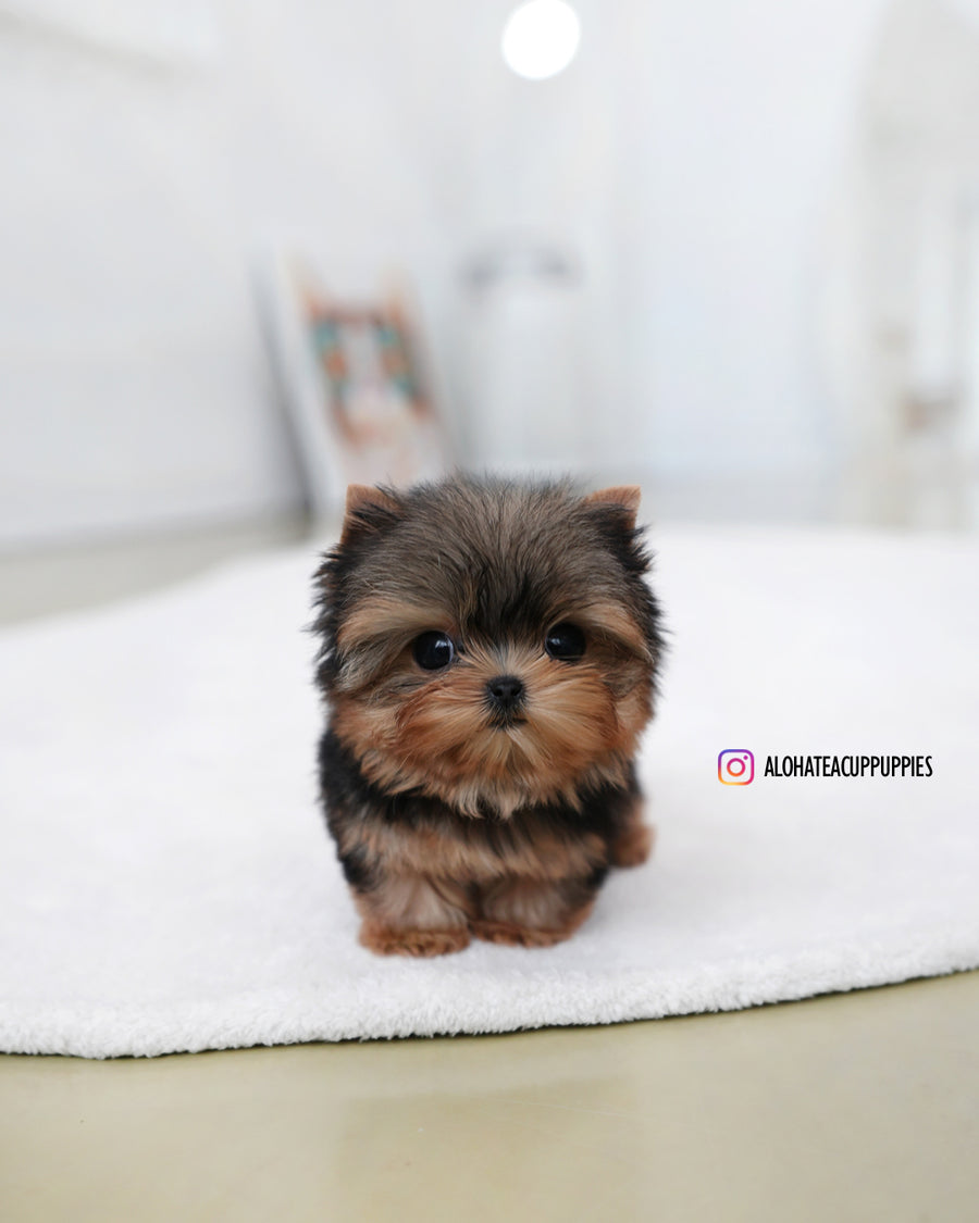 Buddy [Teacup YORKIE]