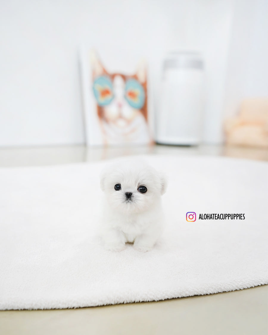 Prin [TEACUP MALTESE]