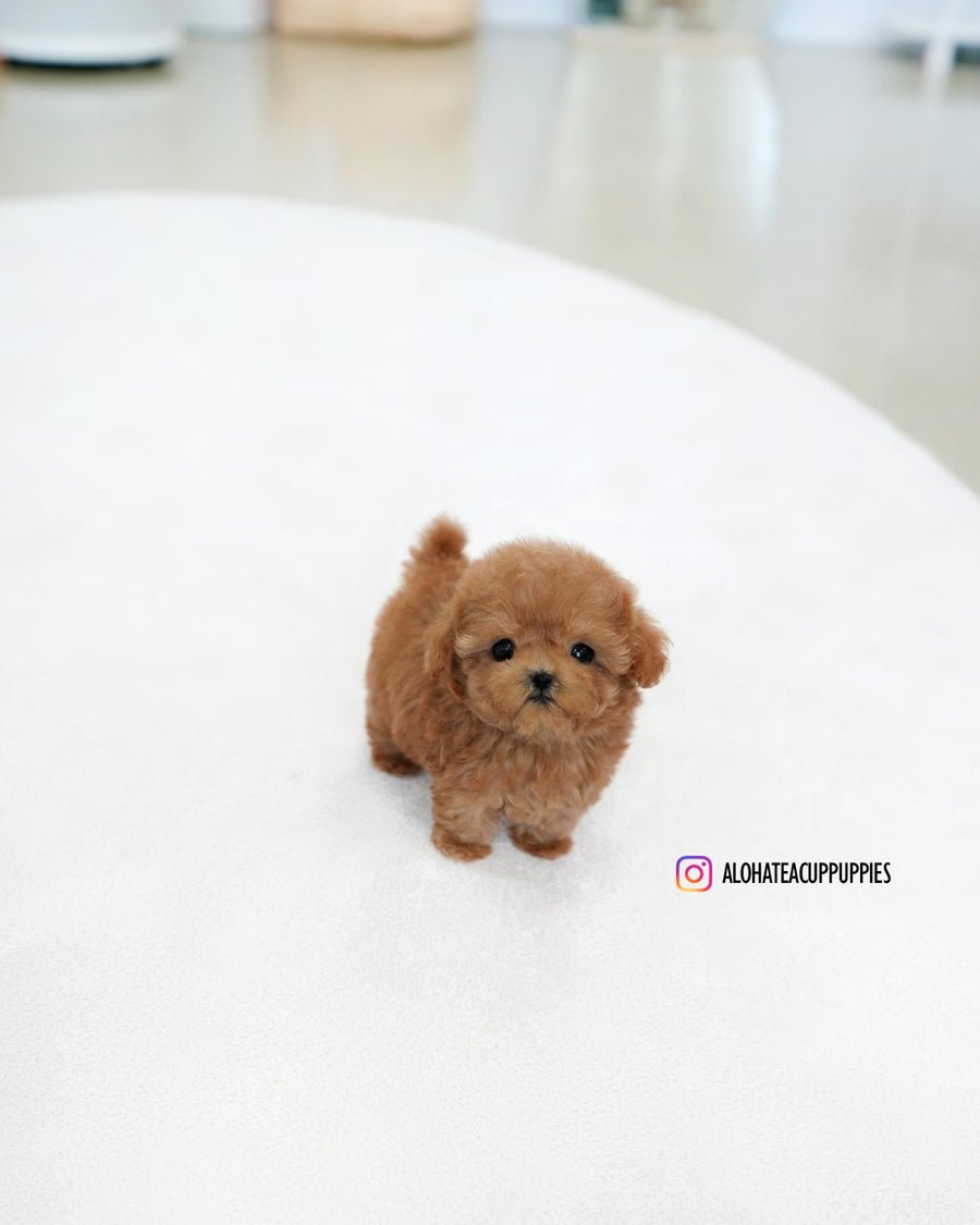 Reo [TEACUP POODLE]