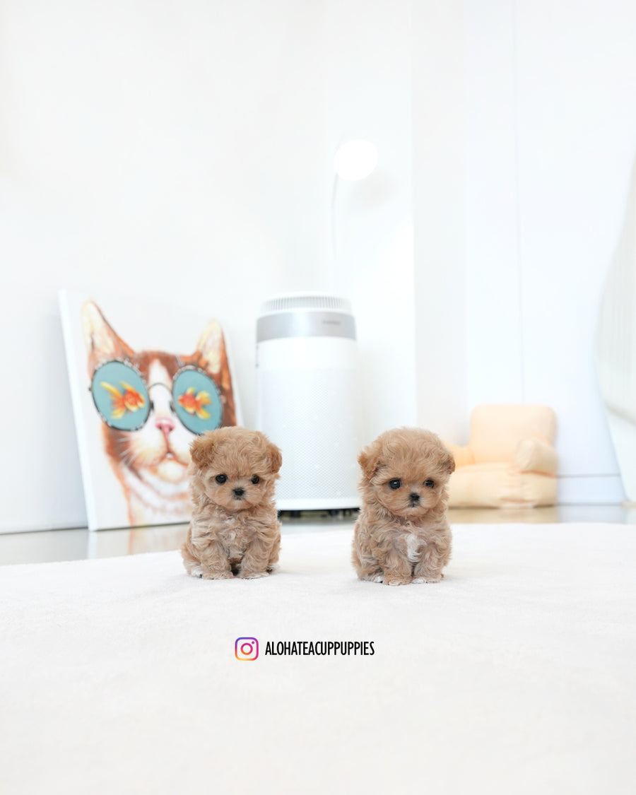 Ken [TEACUP MALTIPOO]