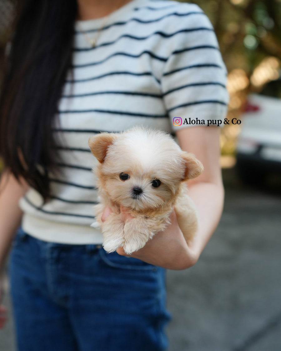 Cole [TEACUP MALTIPOO]