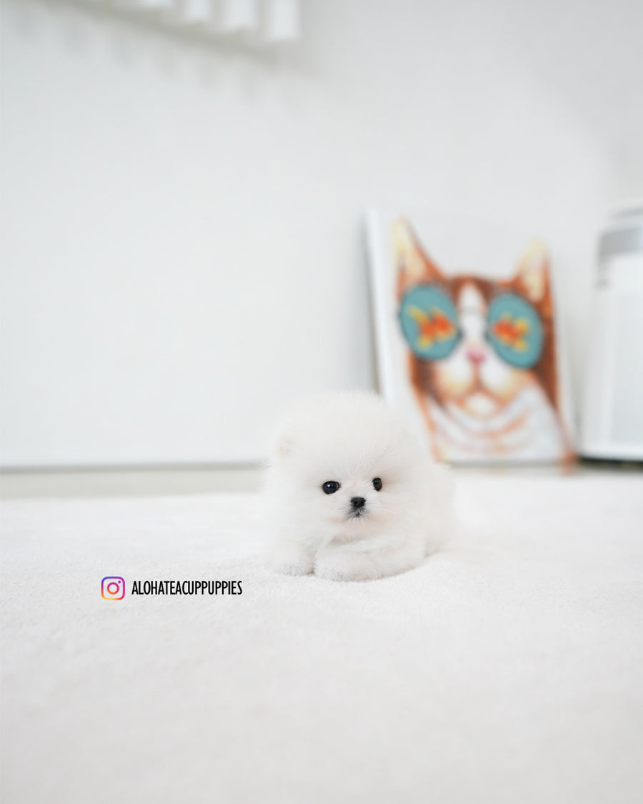 Mori [TEACUP POMERANIAN]