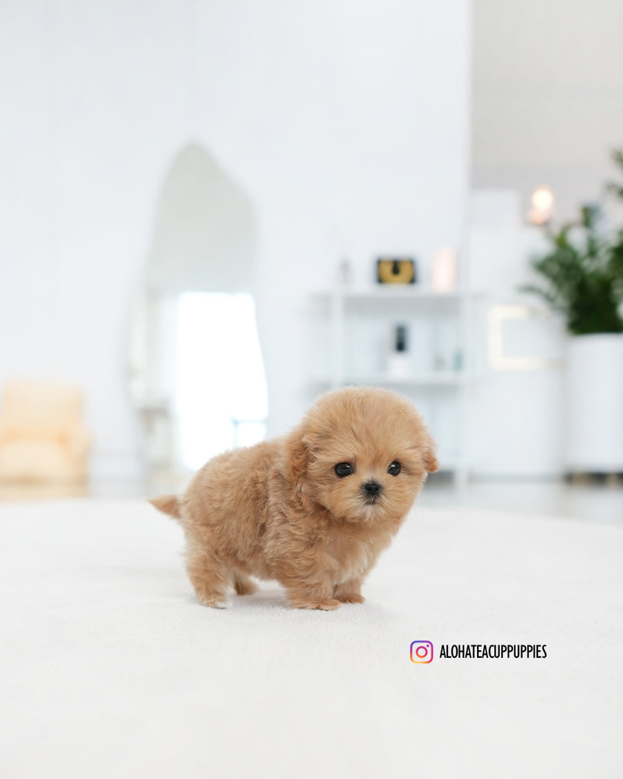 Eris [TEACUP MALTIPOO]