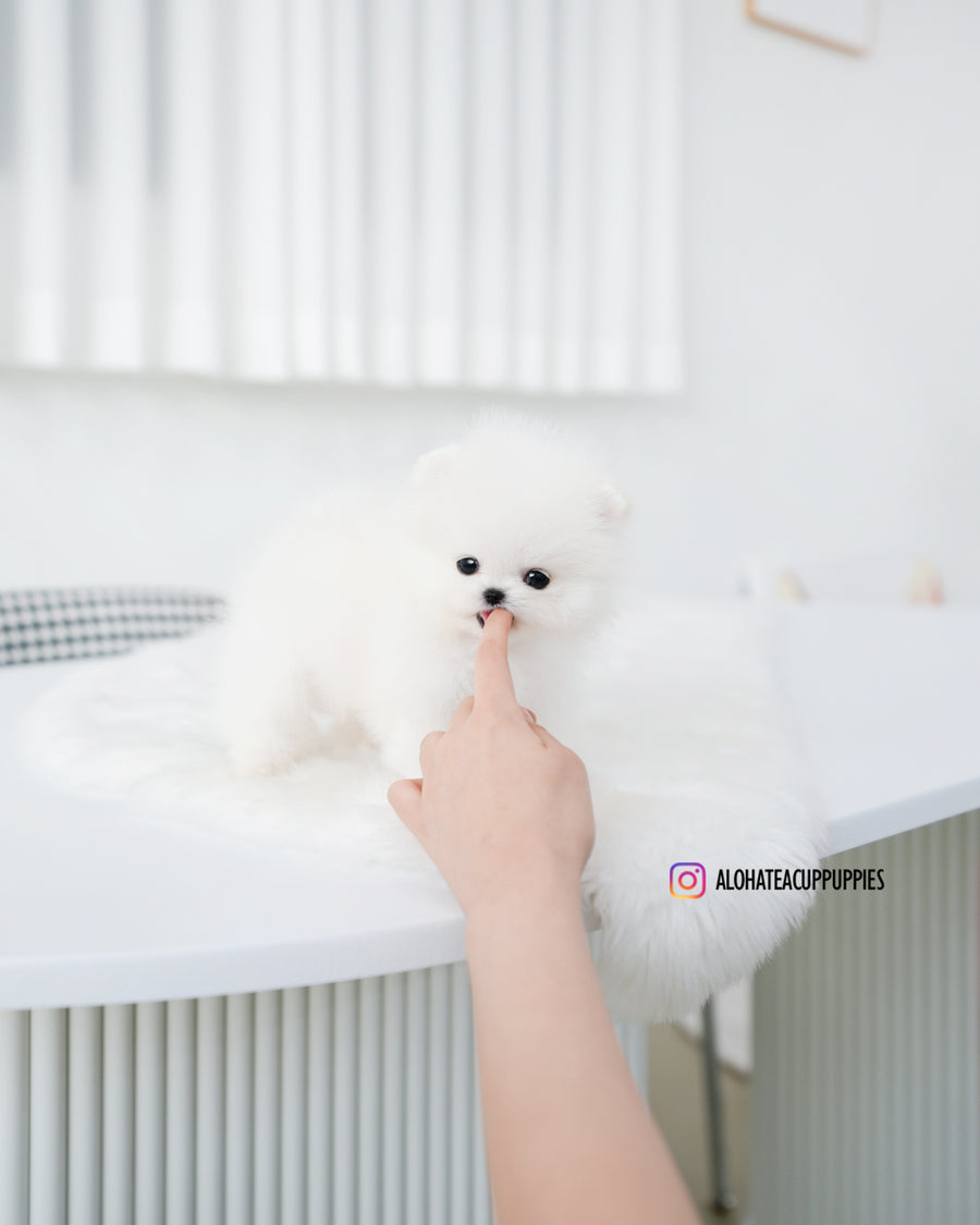 Tom [TEACUP POMERANIAN]