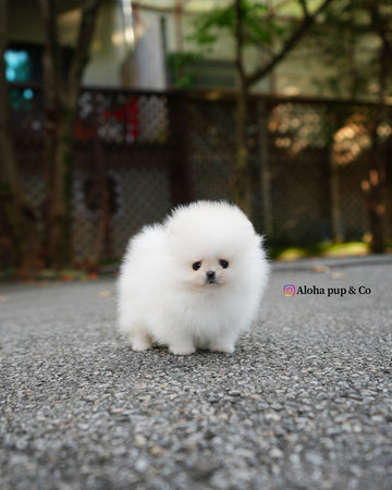 Nora [TEACUP POMERANIAN]