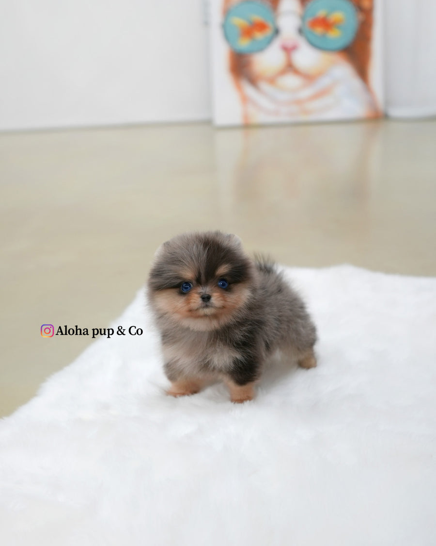 Lyn [TEACUP POMERANIAN]