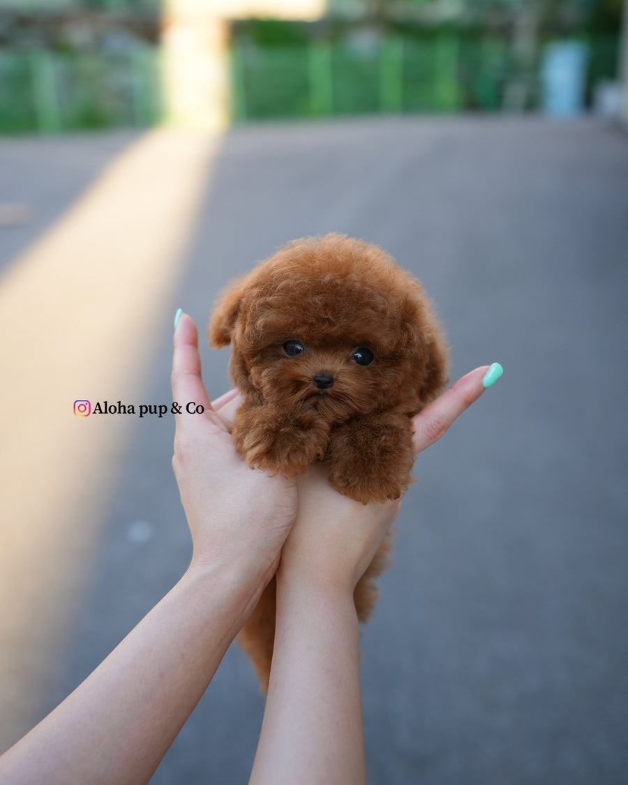 Kun [TEACUP POODLE]