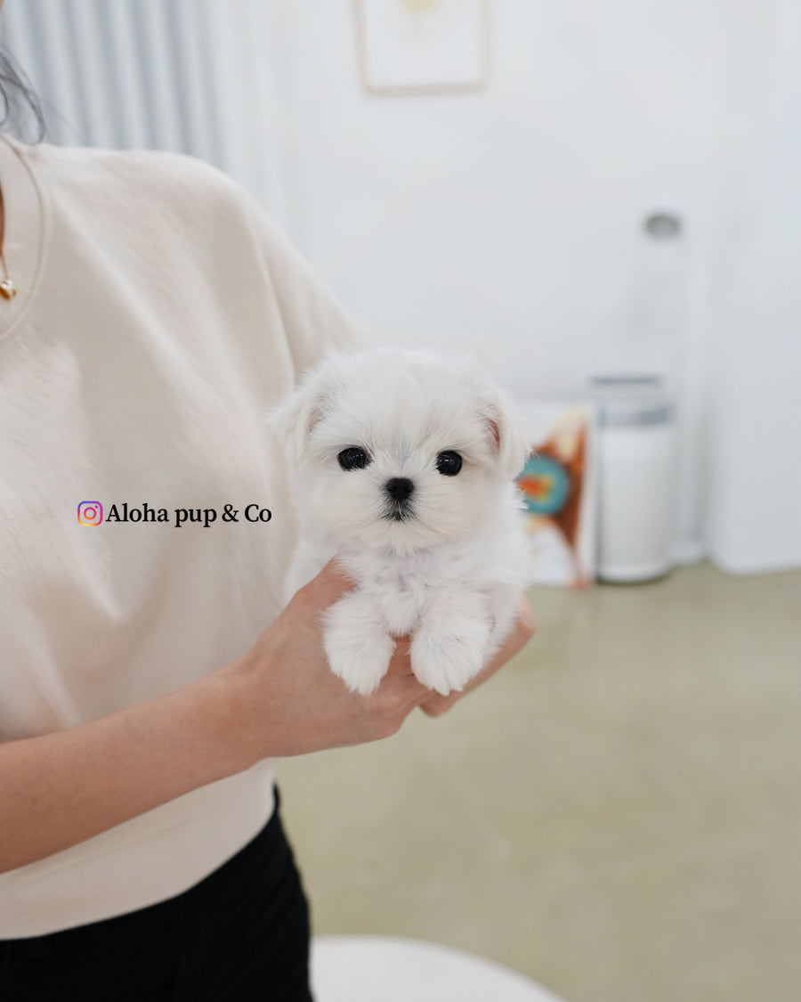 Zara [TEACUP MALTESE]