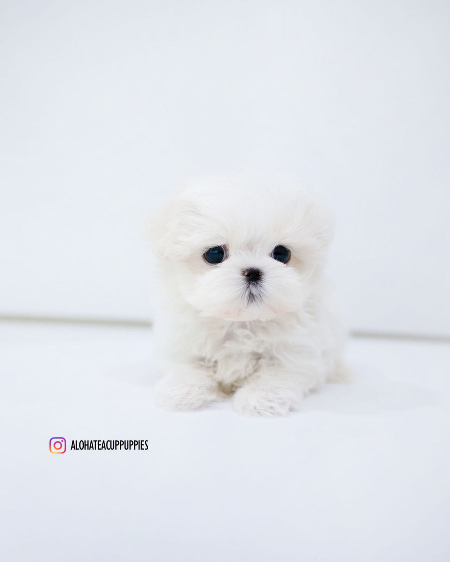 Dane [TEACUP MALTESE]