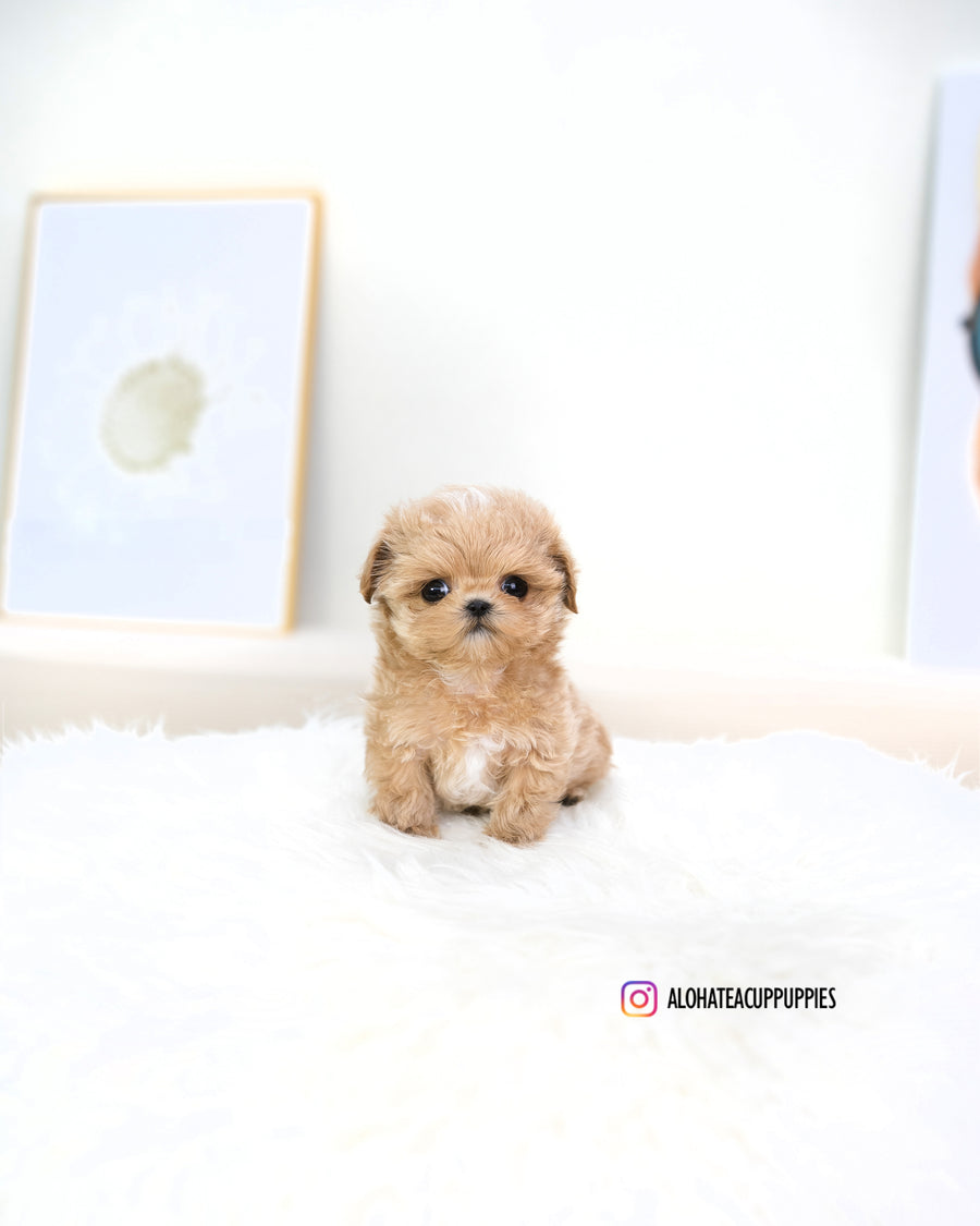 Macaron [TEACUP MALTIPOO]