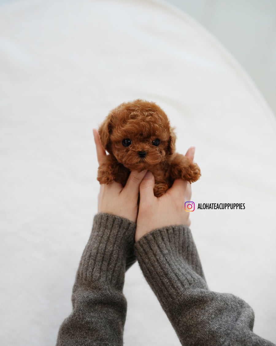 Cookie [TEACUP POODLE]