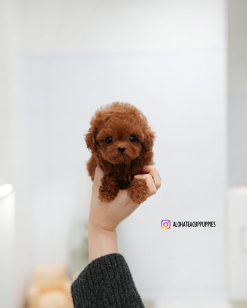 Remi [TEACUP POODLE]