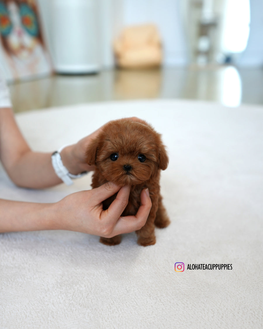 Lizzy [TEACUP MALTIPOO]