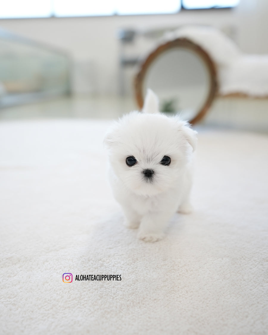 Buzz [TEACUP MALTESE]