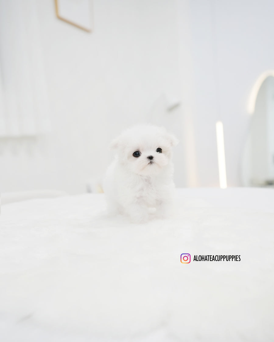 Lily [TEACUP MALTESE]