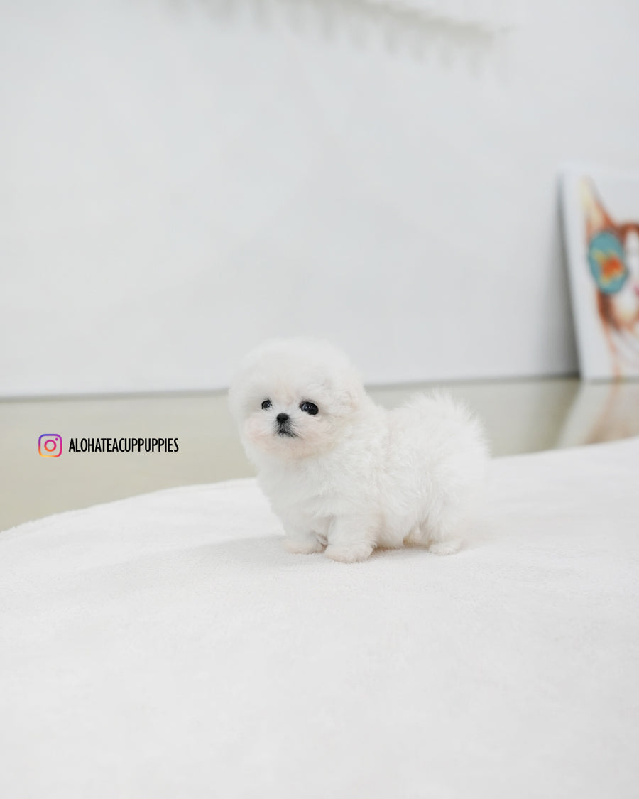 Celine [TEACUP BICHON]