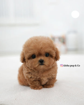 Esme [TEACUP POODLE]