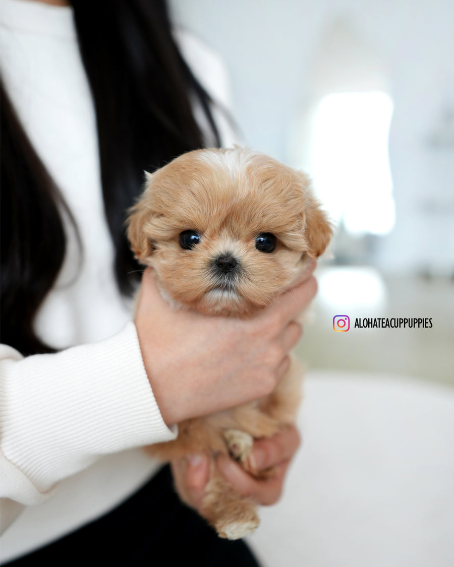 Tia [TEACUP MALTIPOO]