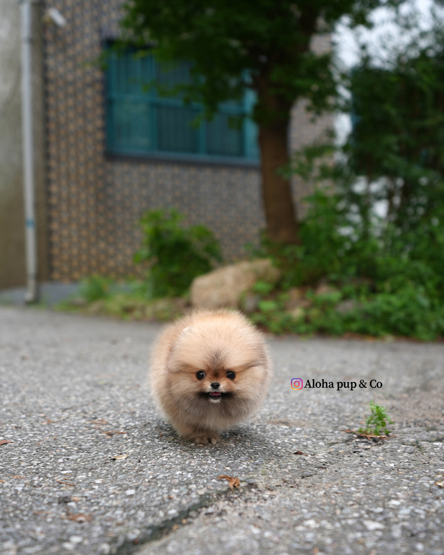 Berry [TEACUP POMERANIAN]