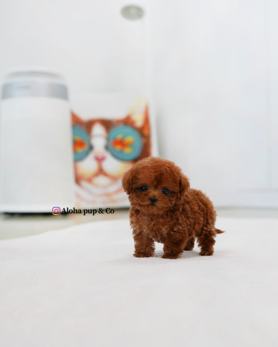 Jovi [TEACUP MALTIPOO]