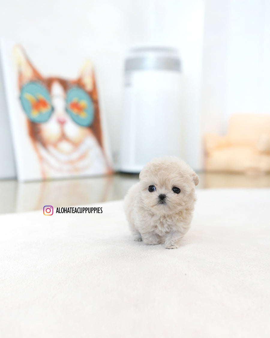 Casey [TEACUP MALTIPOO]