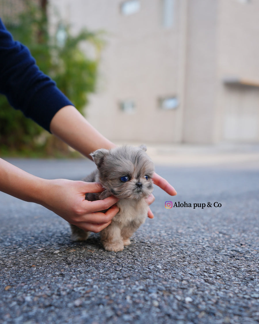 Pip [TEACUP MALTIPOO]
