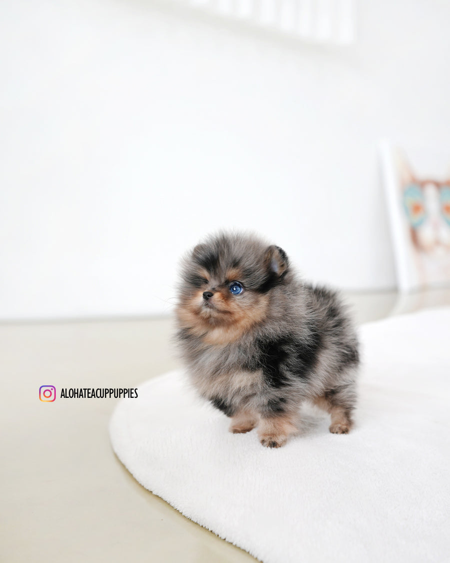 Kai [TEACUP POMERANIAN]