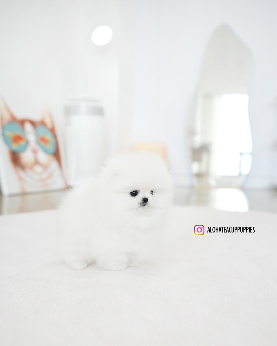 Lena [TEACUP POMERANIAN]