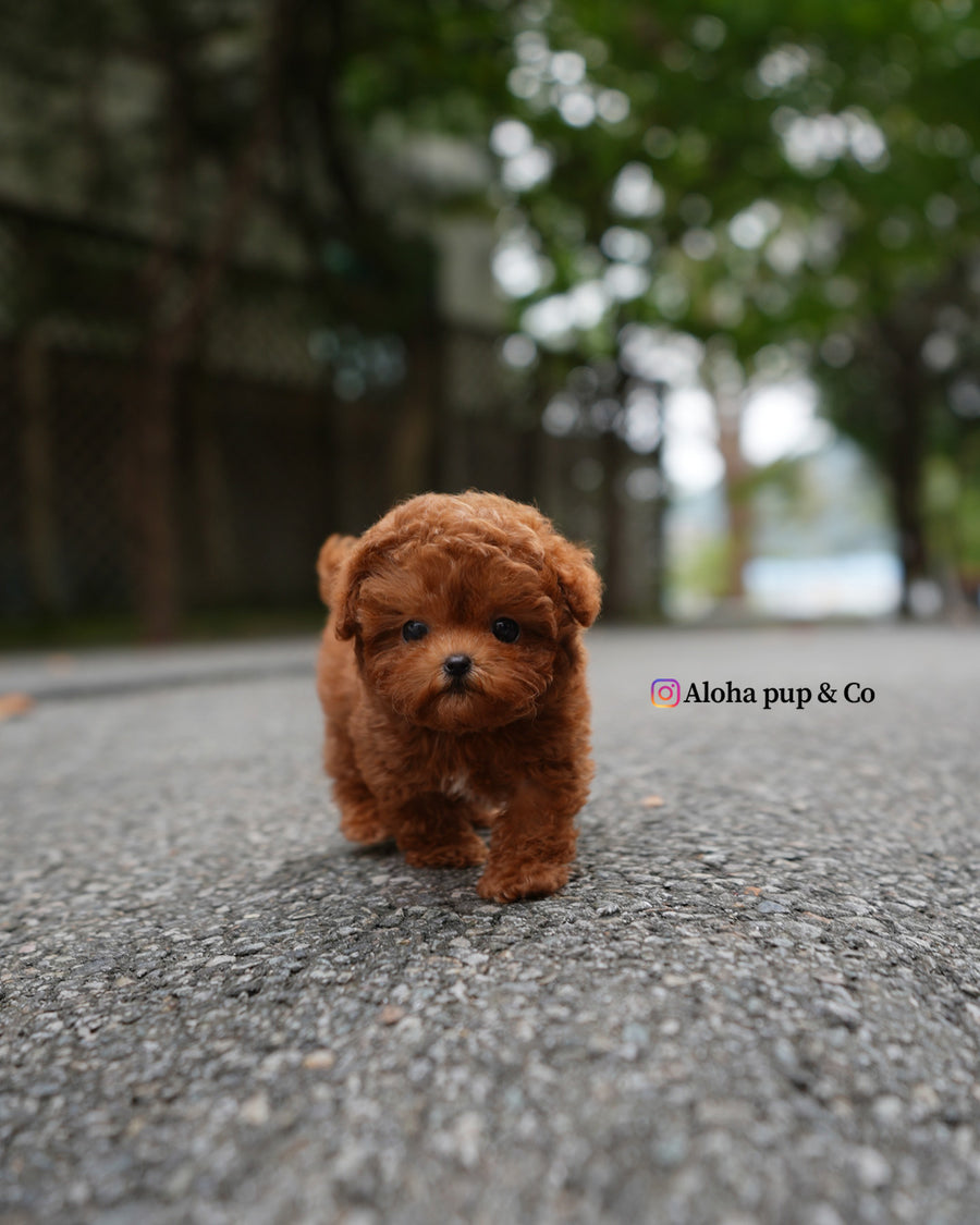 Dan [TEACUP POODLE]