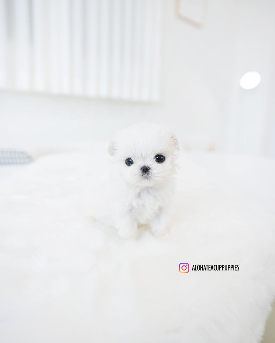 Hana [TEACUP MALTESE]