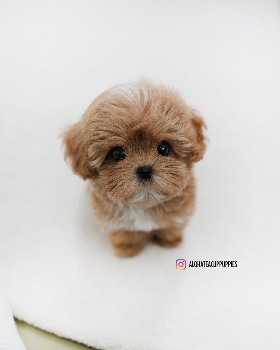 Gucci [TEACUP MALTIPOO]