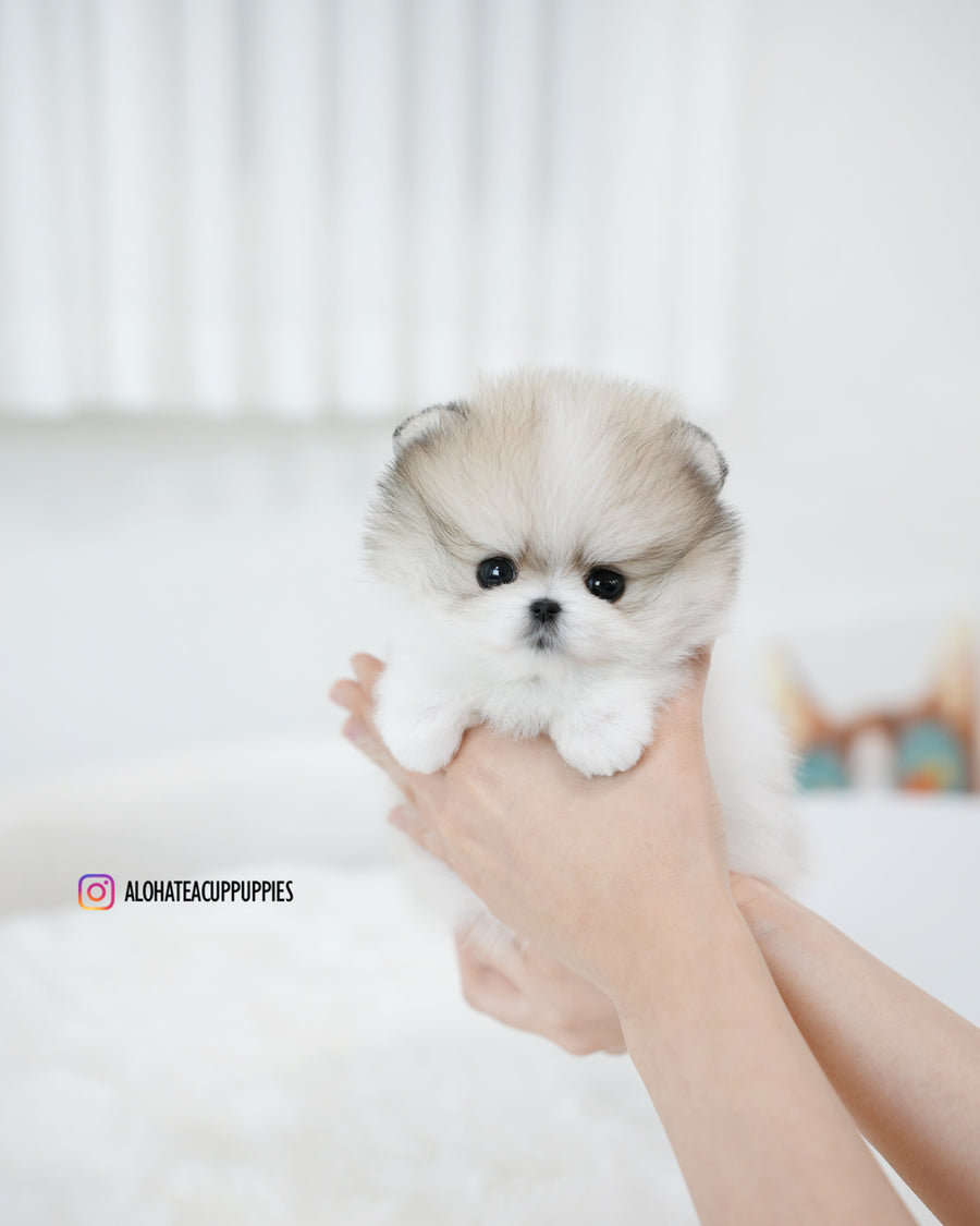 Flora [TEACUP POMERANIAN]