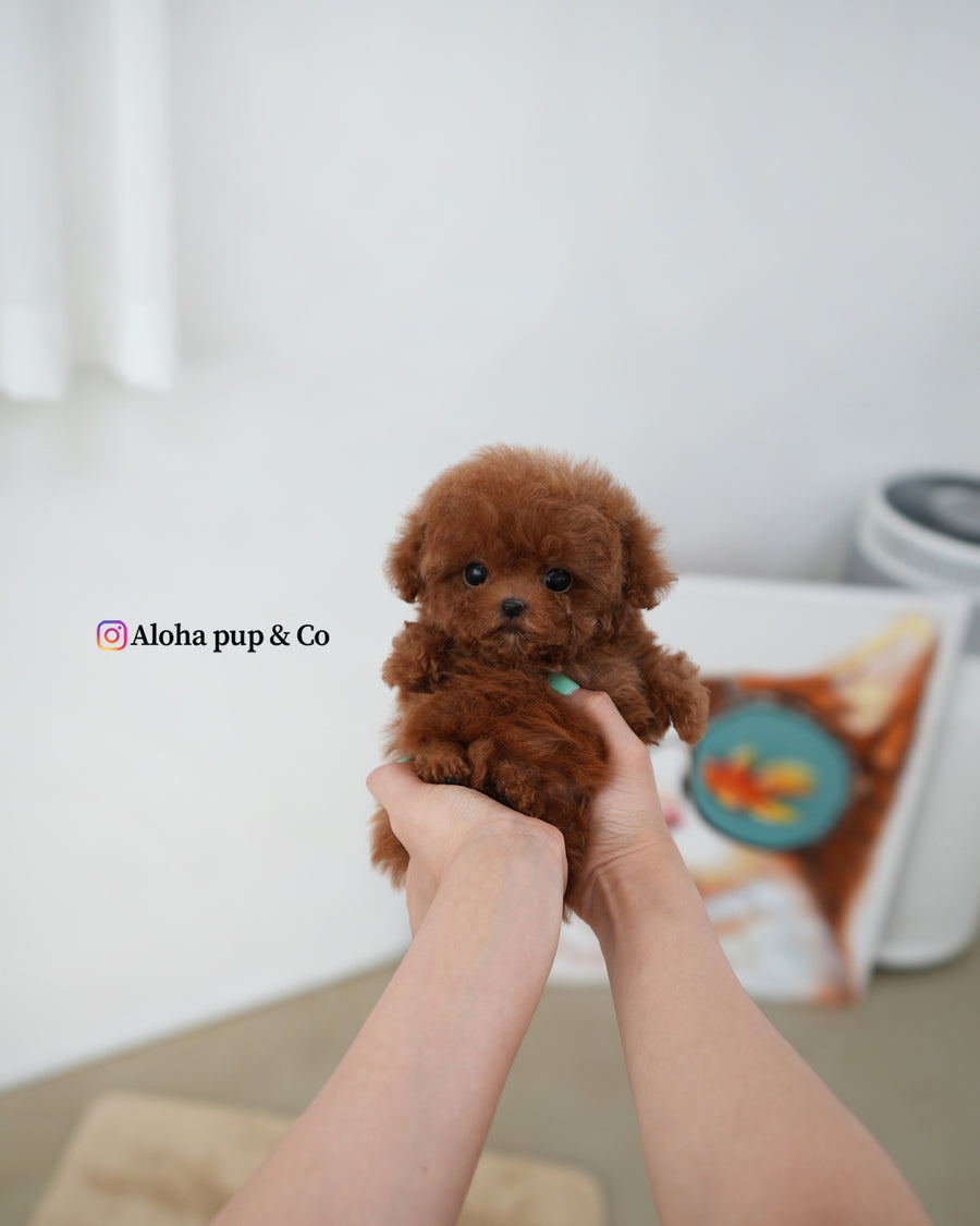 Ozzy [TEACUP MALTIPOO]