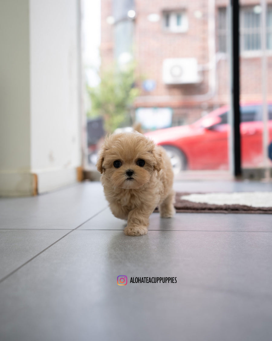 Apple [TEACUP MALTIPOO]