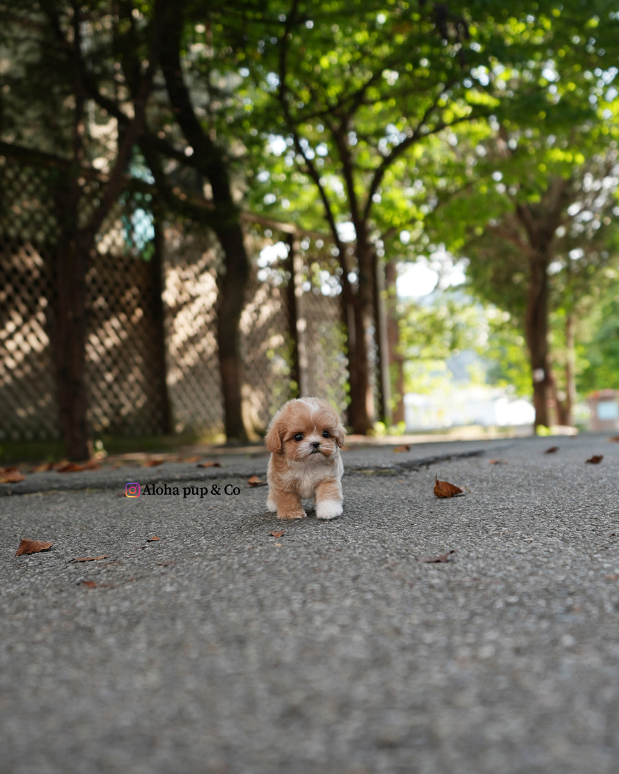 Zeke [TEACUP MALTIPOO]