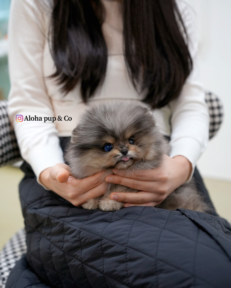 Moon [TEACUP POMERANIAN]