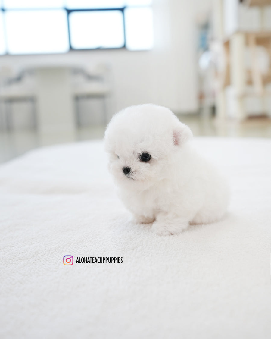 Tiffany [TEACUP BICHON]