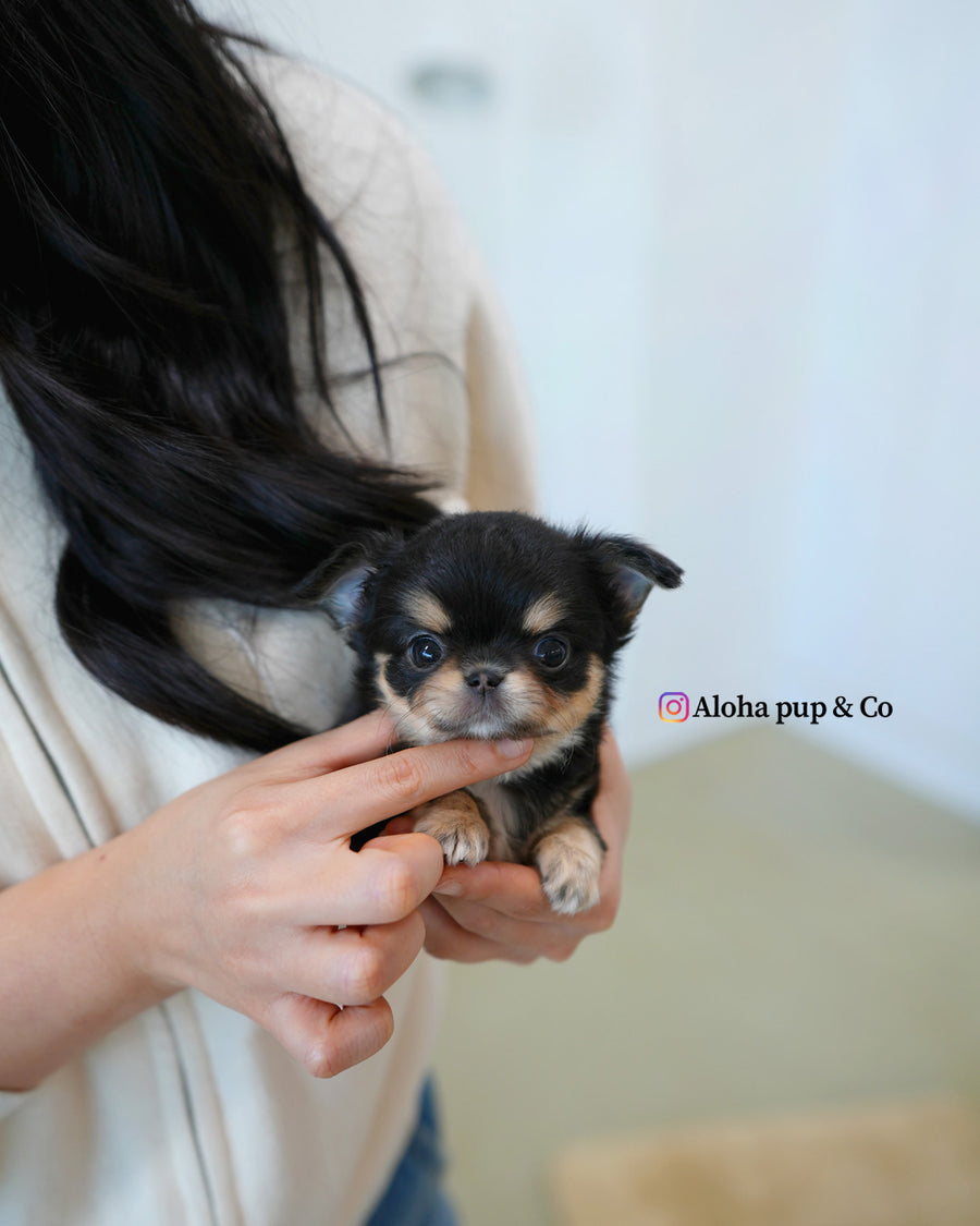 Dotty [TEACUP CHIHUAHUA]
