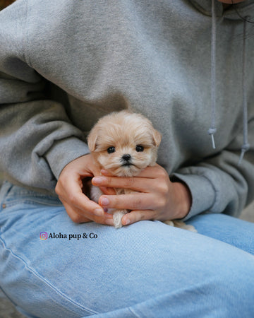 Cleo [TEACUP MALTIPOO]