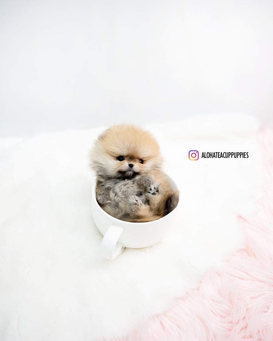 Phoebe [TEACUP POMERANIAN]