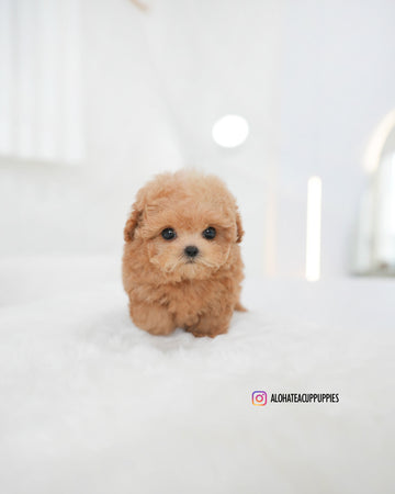 Evelyn [TEACUP POODLE]