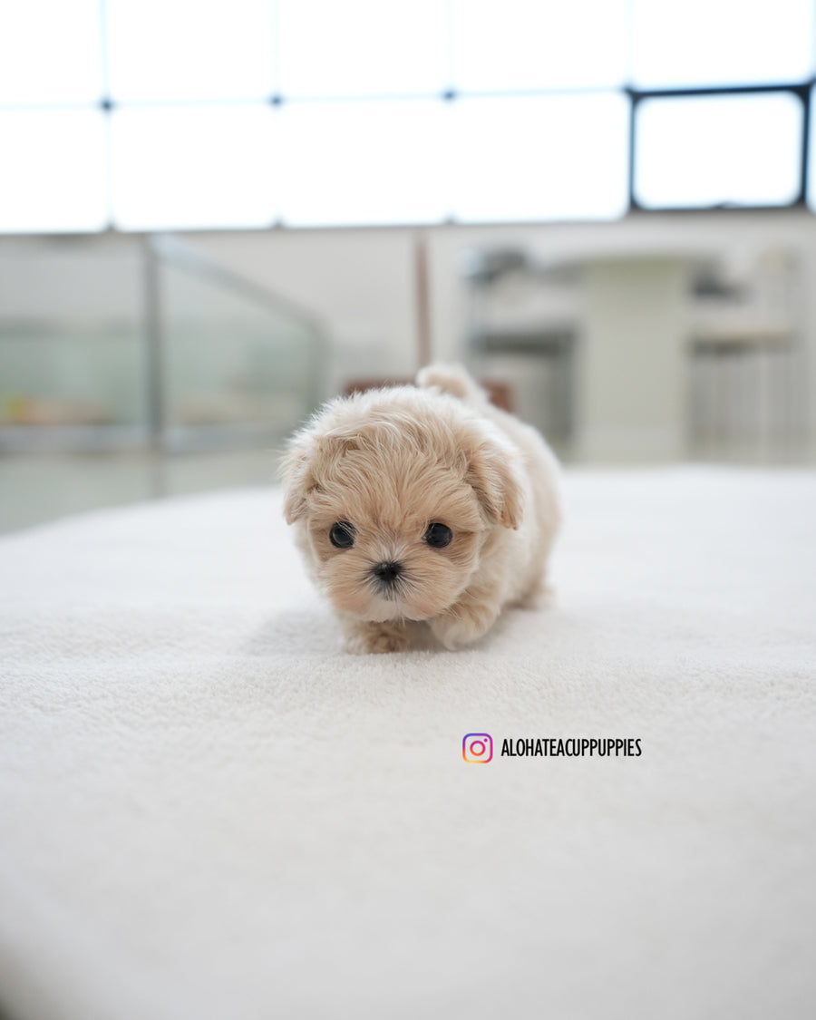 Oscar [TEACUP MALTIPOO]