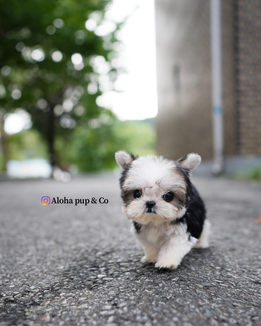 Prada [Teacup Morkie]