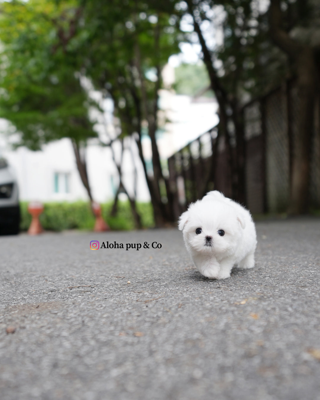 Nico [TEACUP MALTESE] – Aloha Teacup Puppies