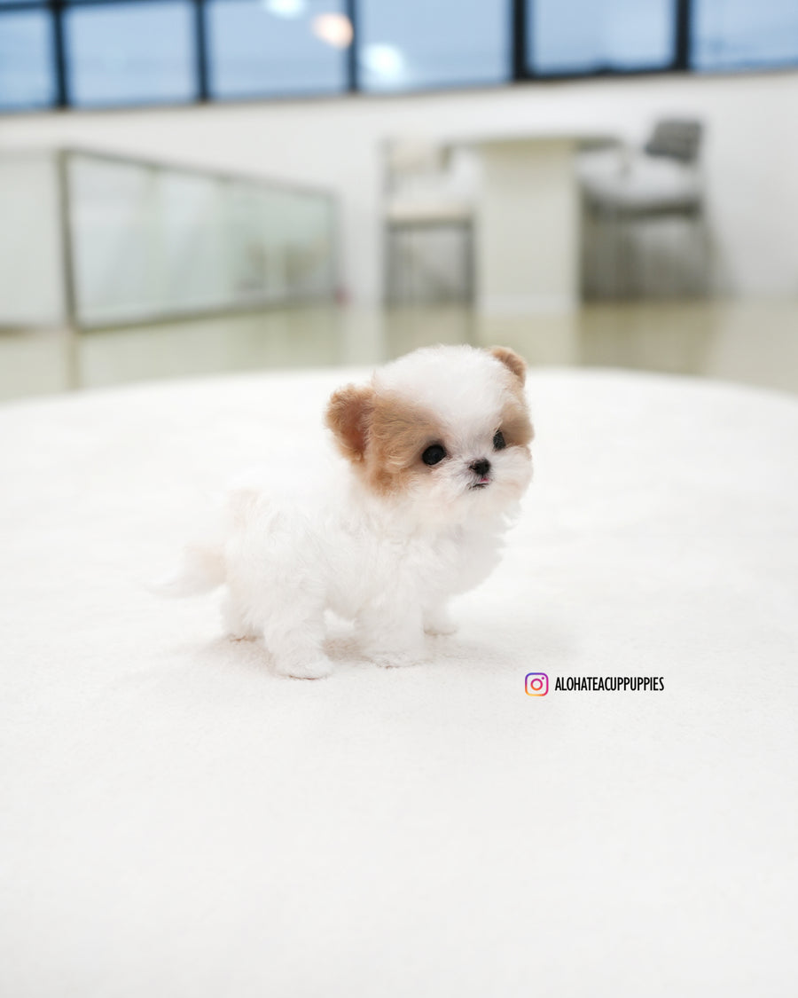 Loewe [TEACUP MALTIPOO]