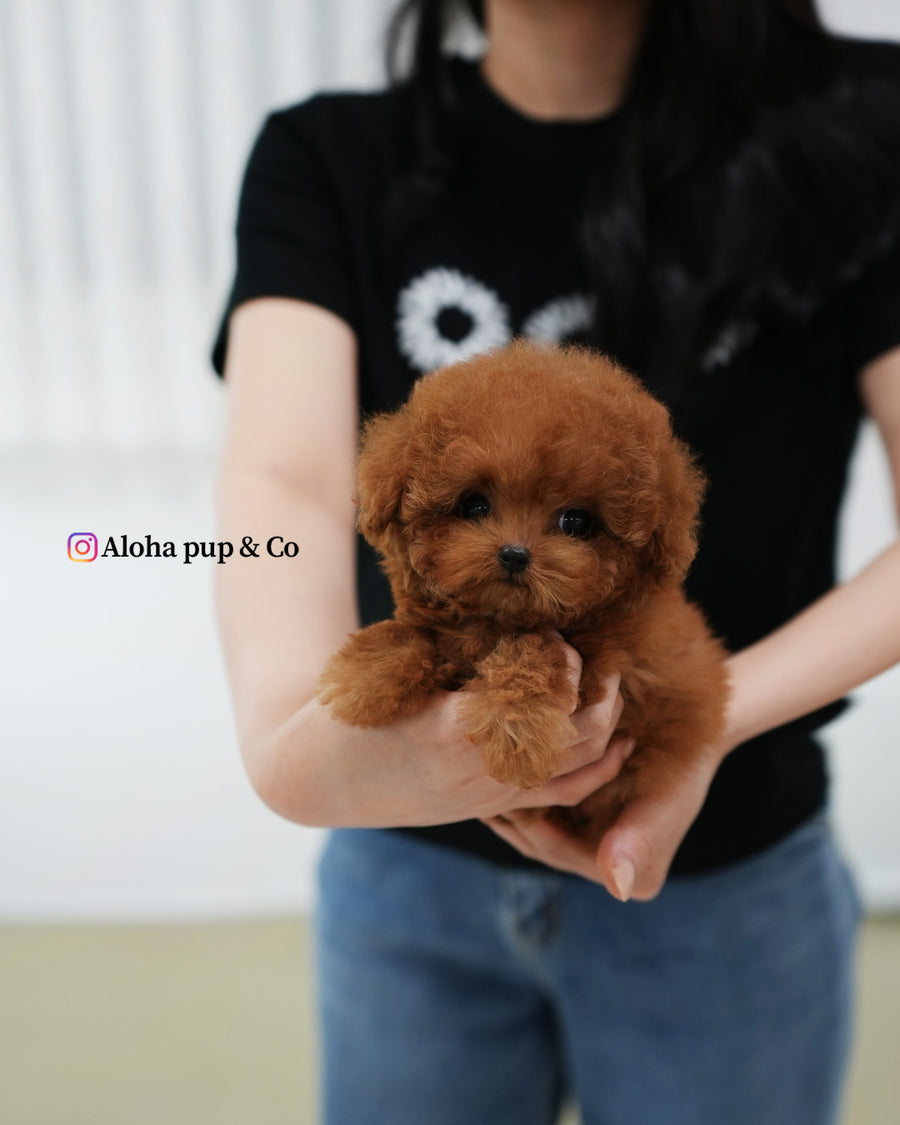 Esther [TEACUP POODLE]