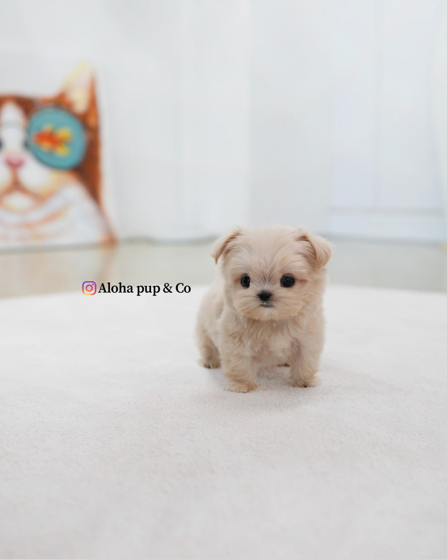 Eden [TEACUP MALTIPOO]